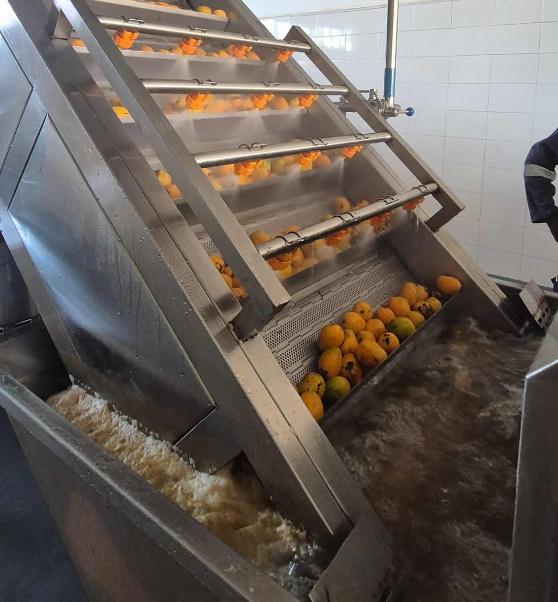Mango Processing